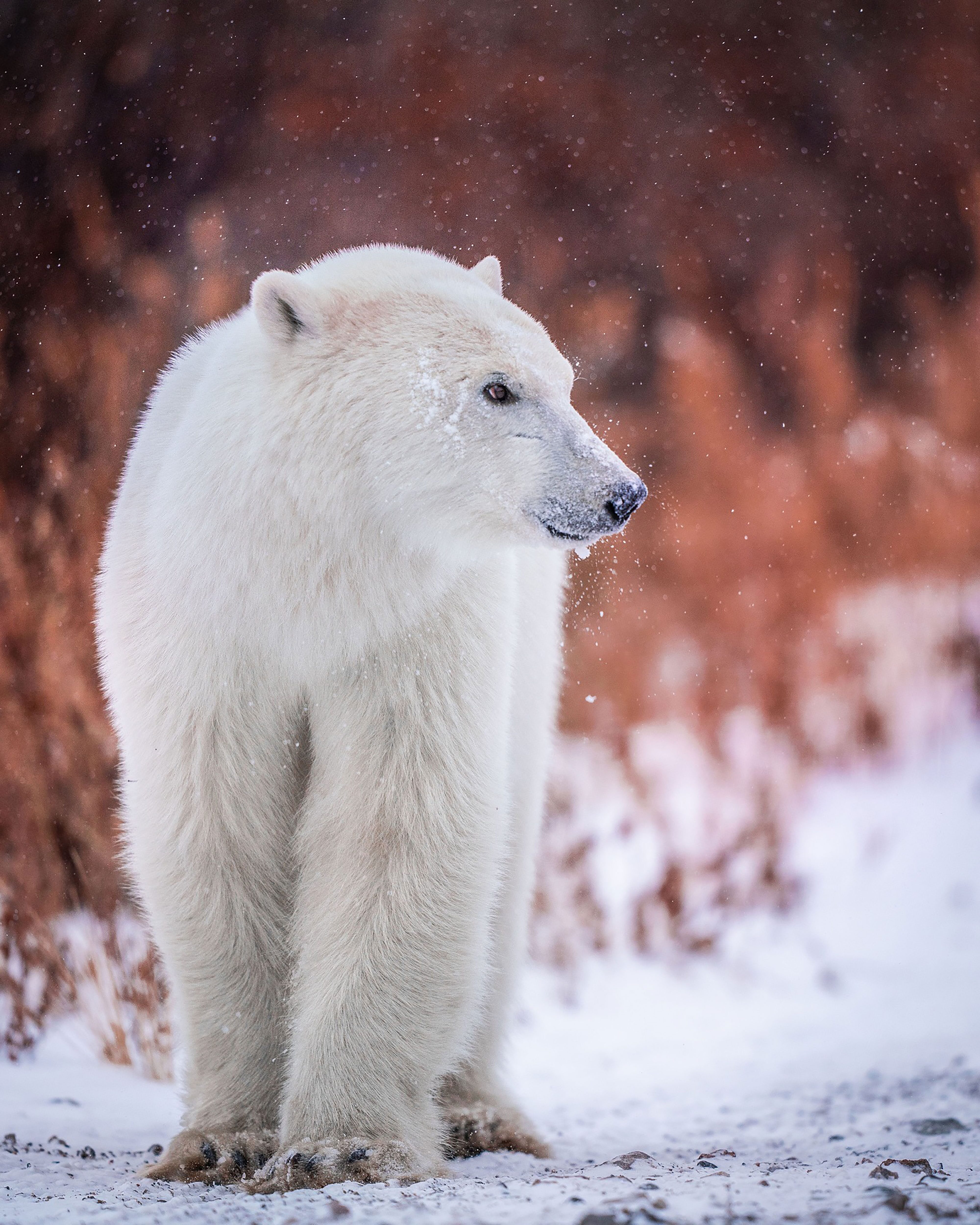 sony 400mm f2 8 g master