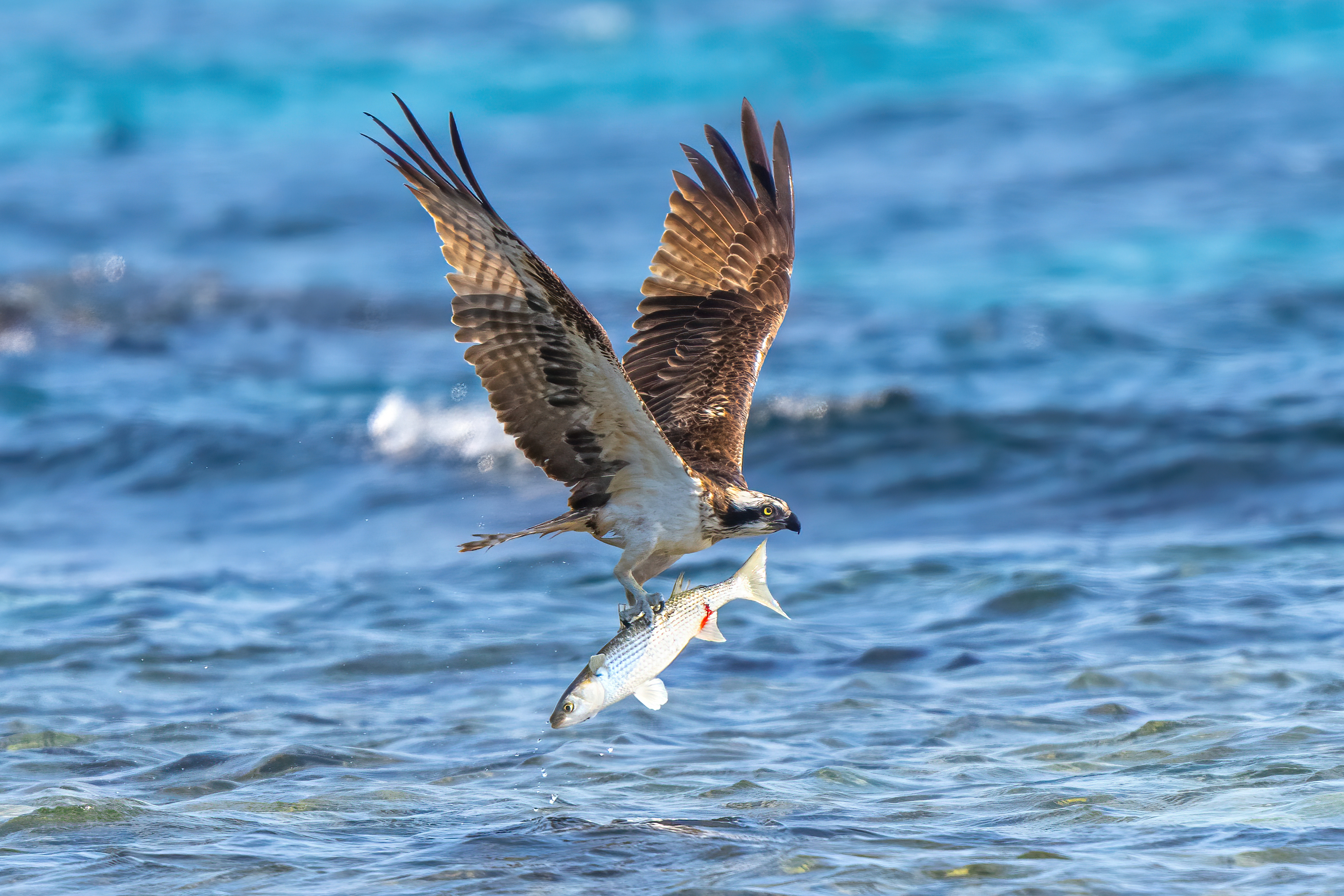 JungRae Cho, Alpha 1 l FE 600mm F4 GM OSS