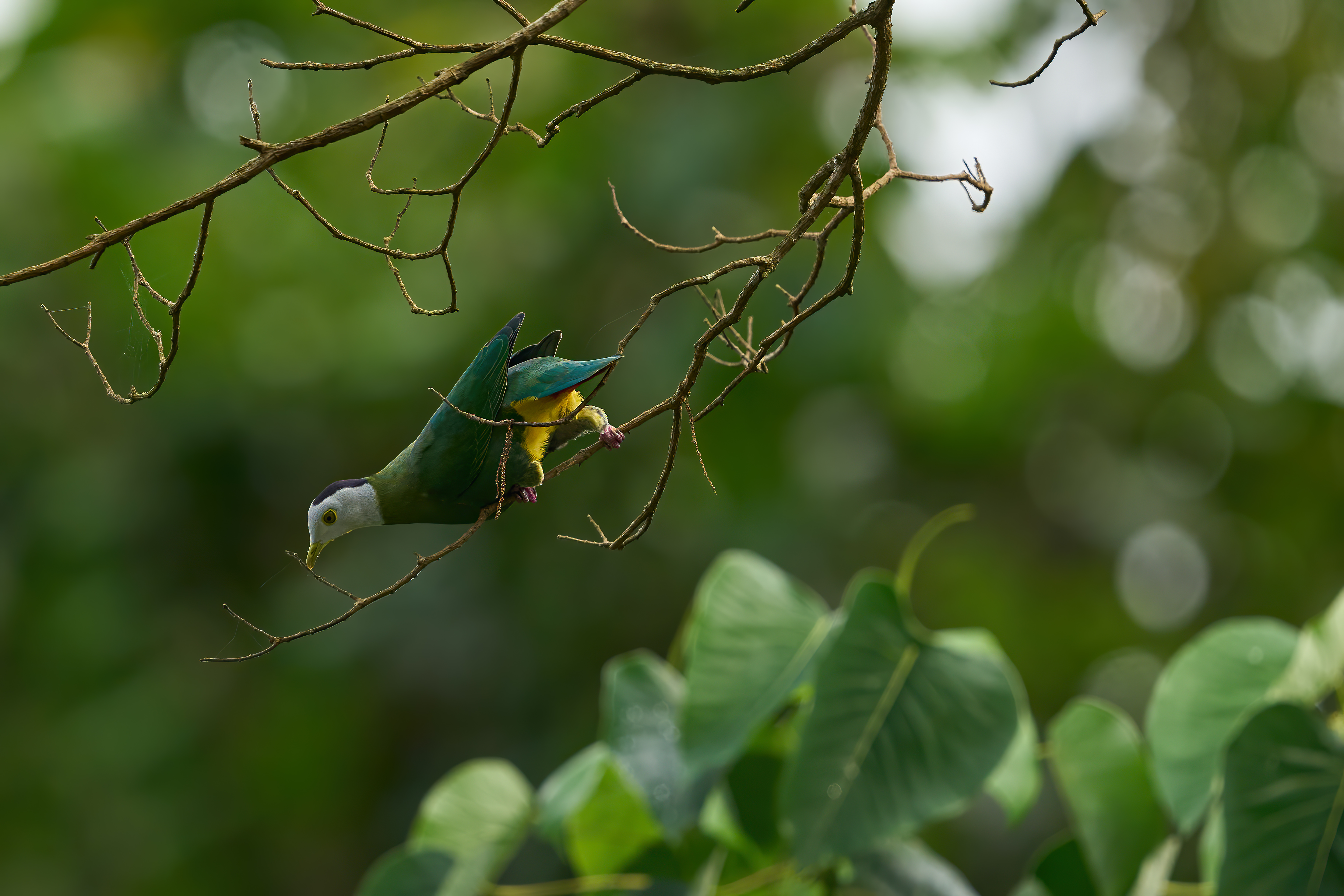 Black-naped Fruit Dove -Ptilinopus melanospilus