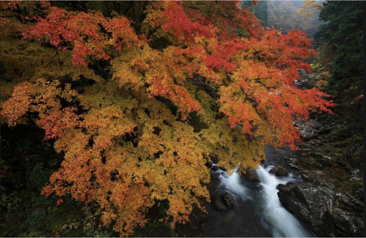 Autumn leaves and stream