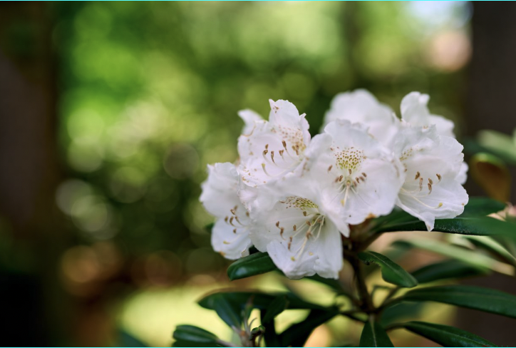 White flowers with bokeh