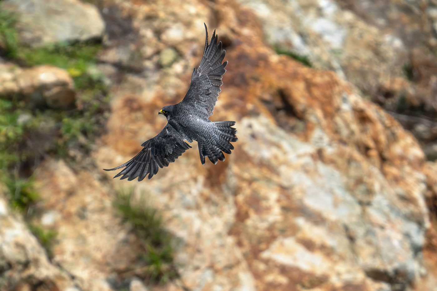 Taking flight with bird photography with Cho JungRae 14