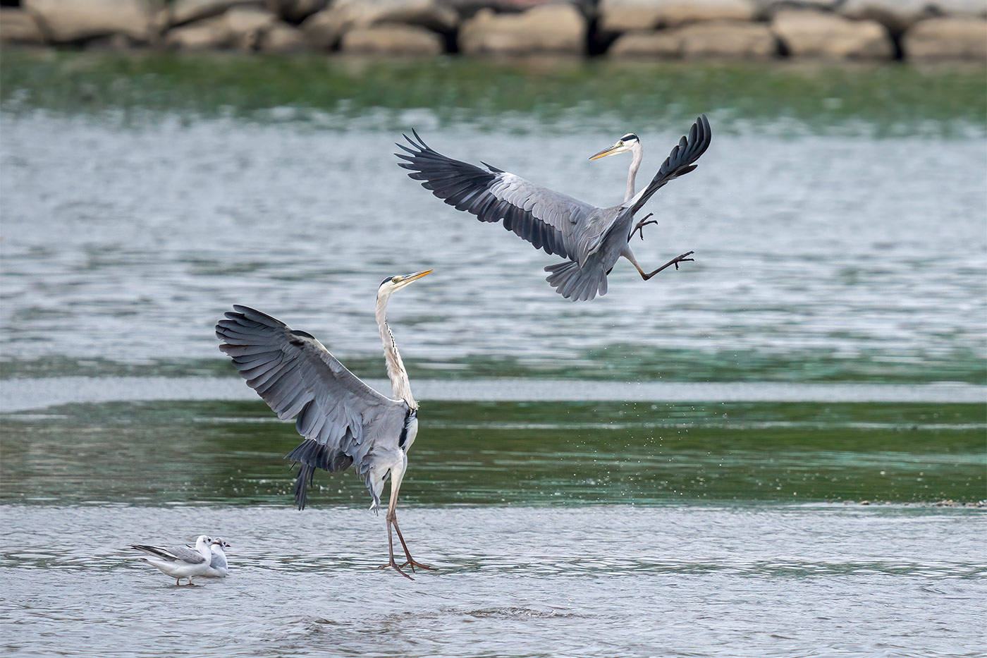 Taking flight with bird photography with Cho JungRae 22