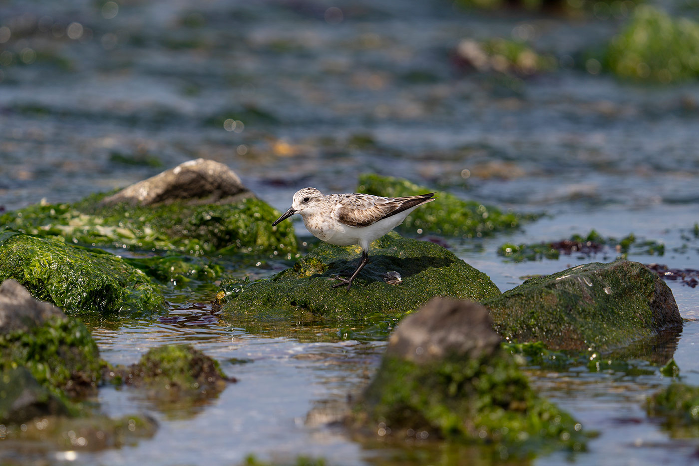 Taking flight with bird photography with Cho JungRae 5