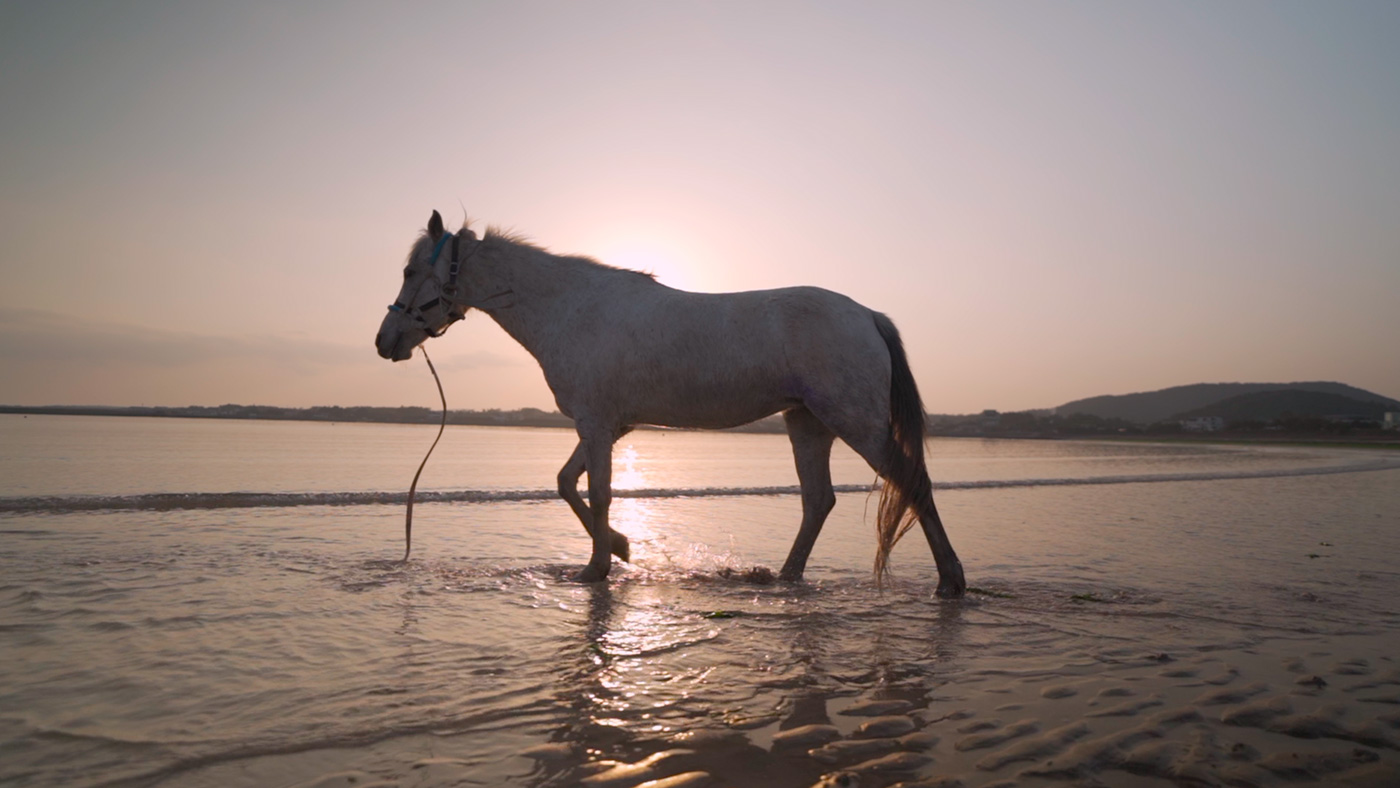 Scene 4.2 Capturing the beauty and strength of a horse in nature