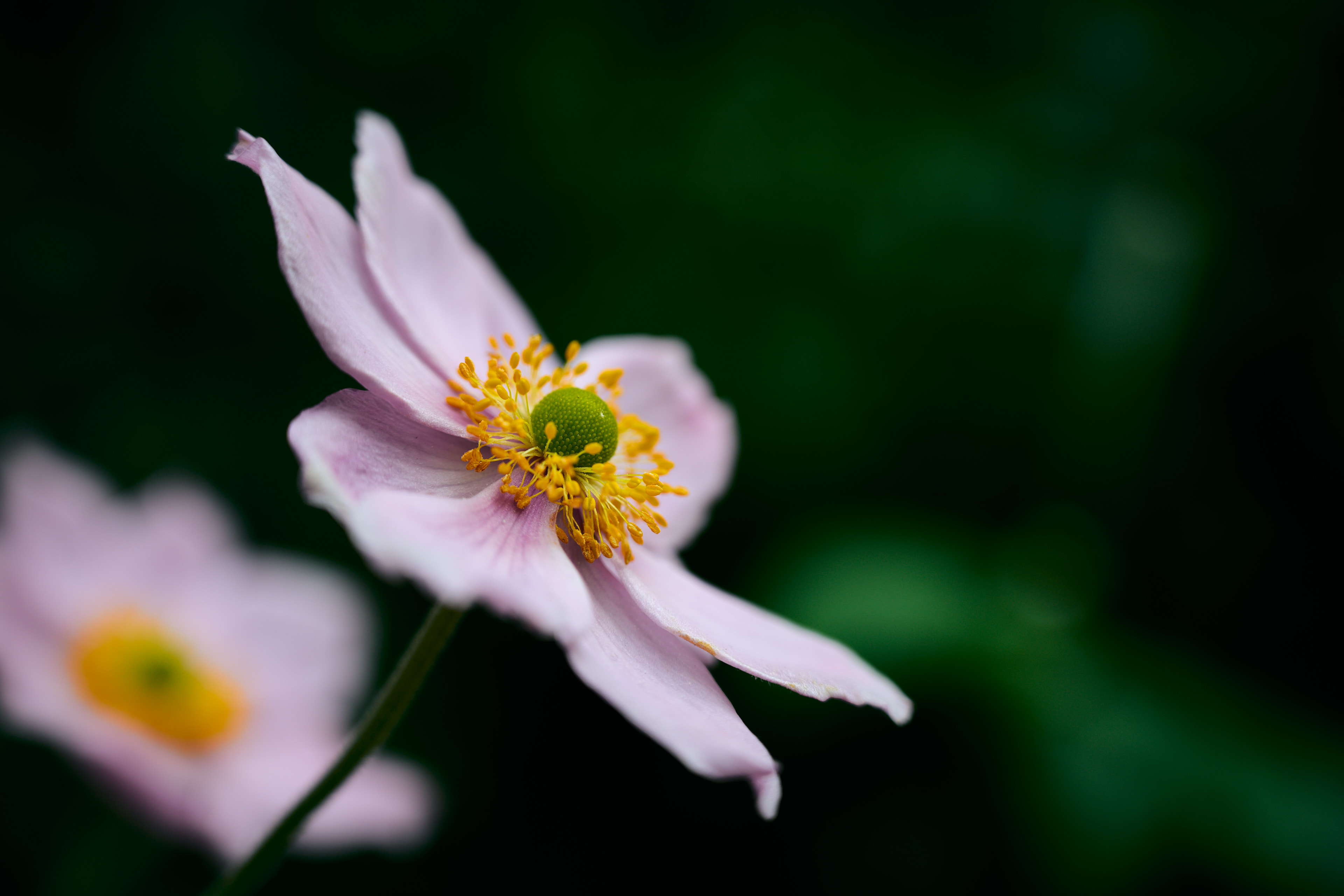 macro shot of flower