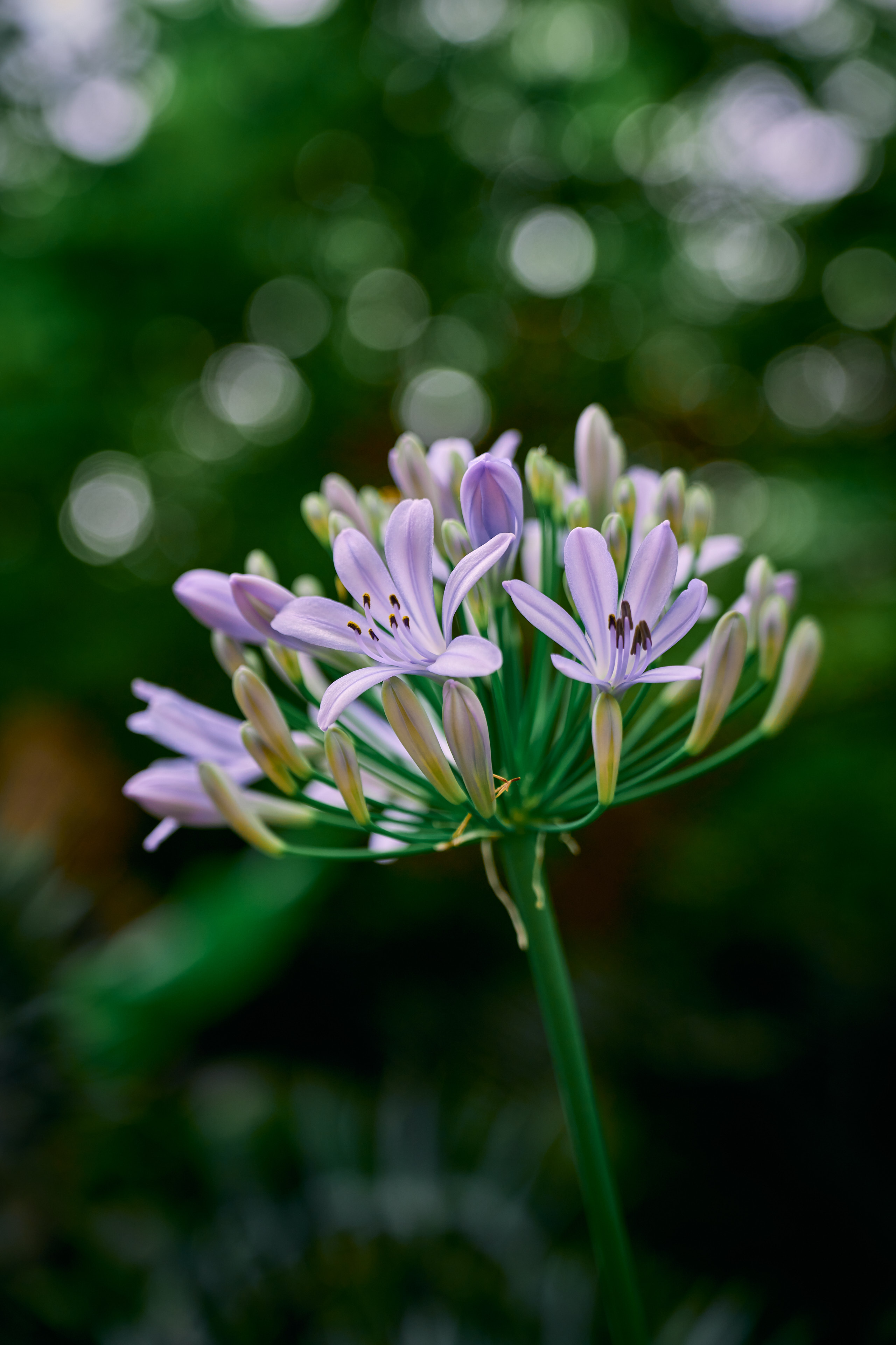 flower bokeh