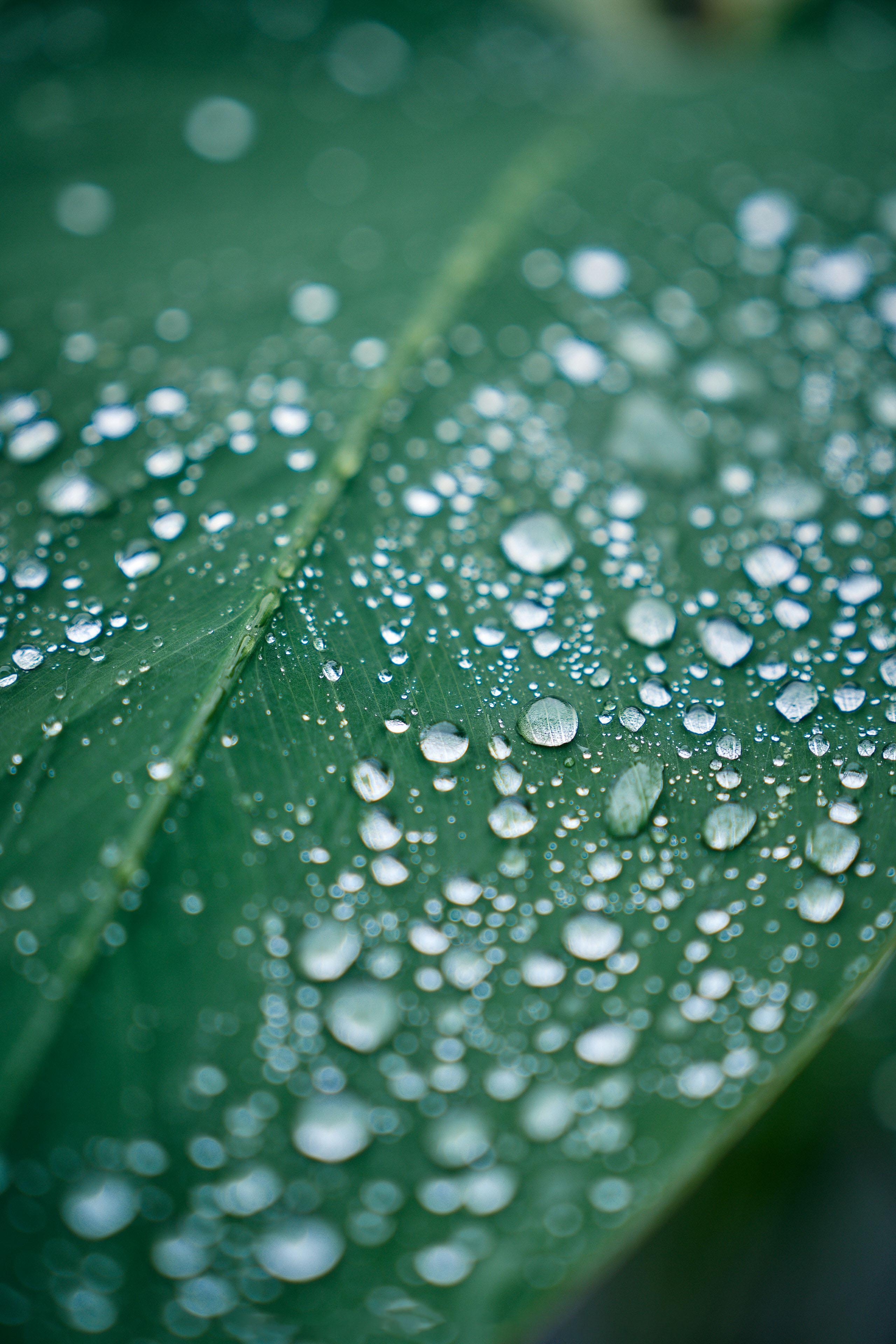 close up dew on leaf