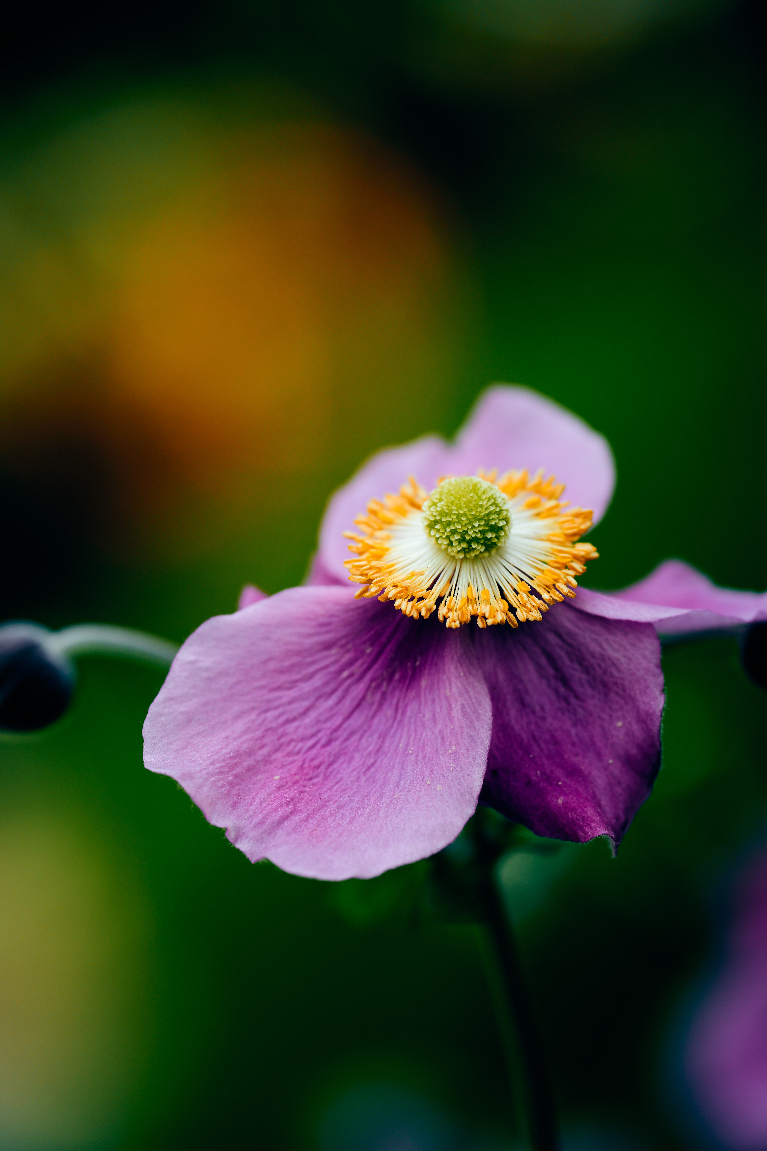 macro shot of purple flower