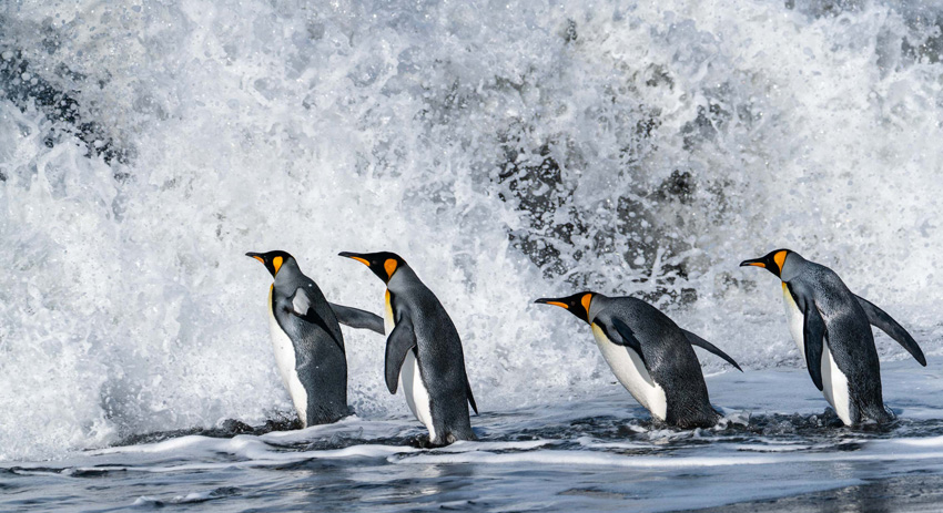 Quartet of penguins wading into strong waves