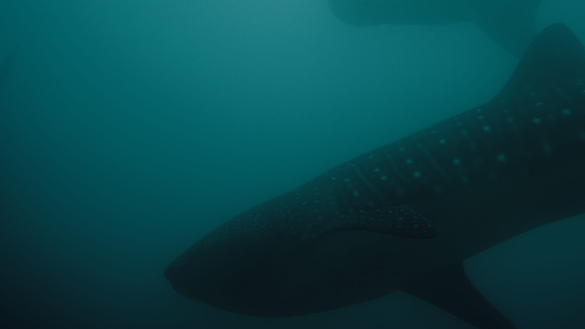 Whale shark swimming nearby