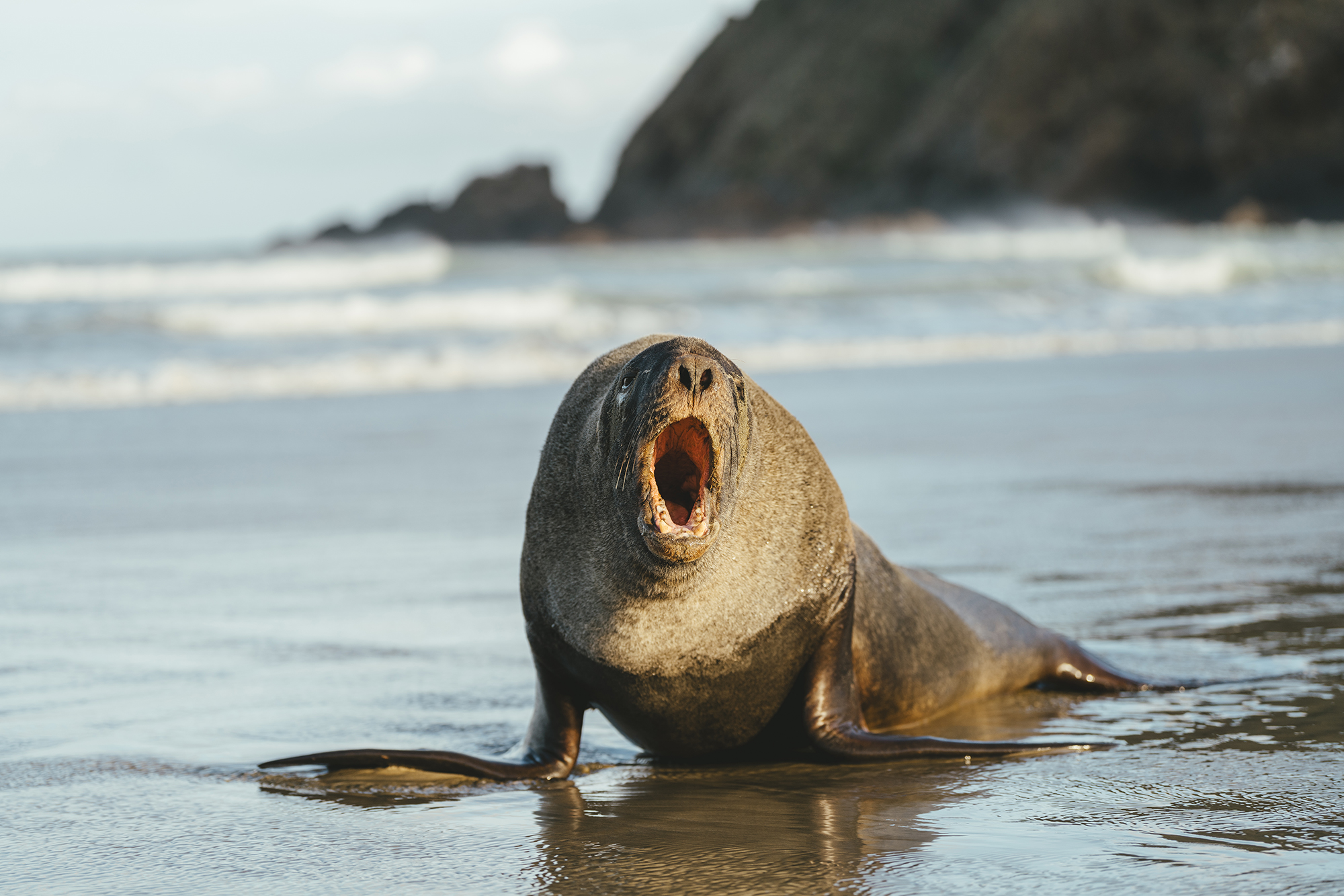 Seal on beach