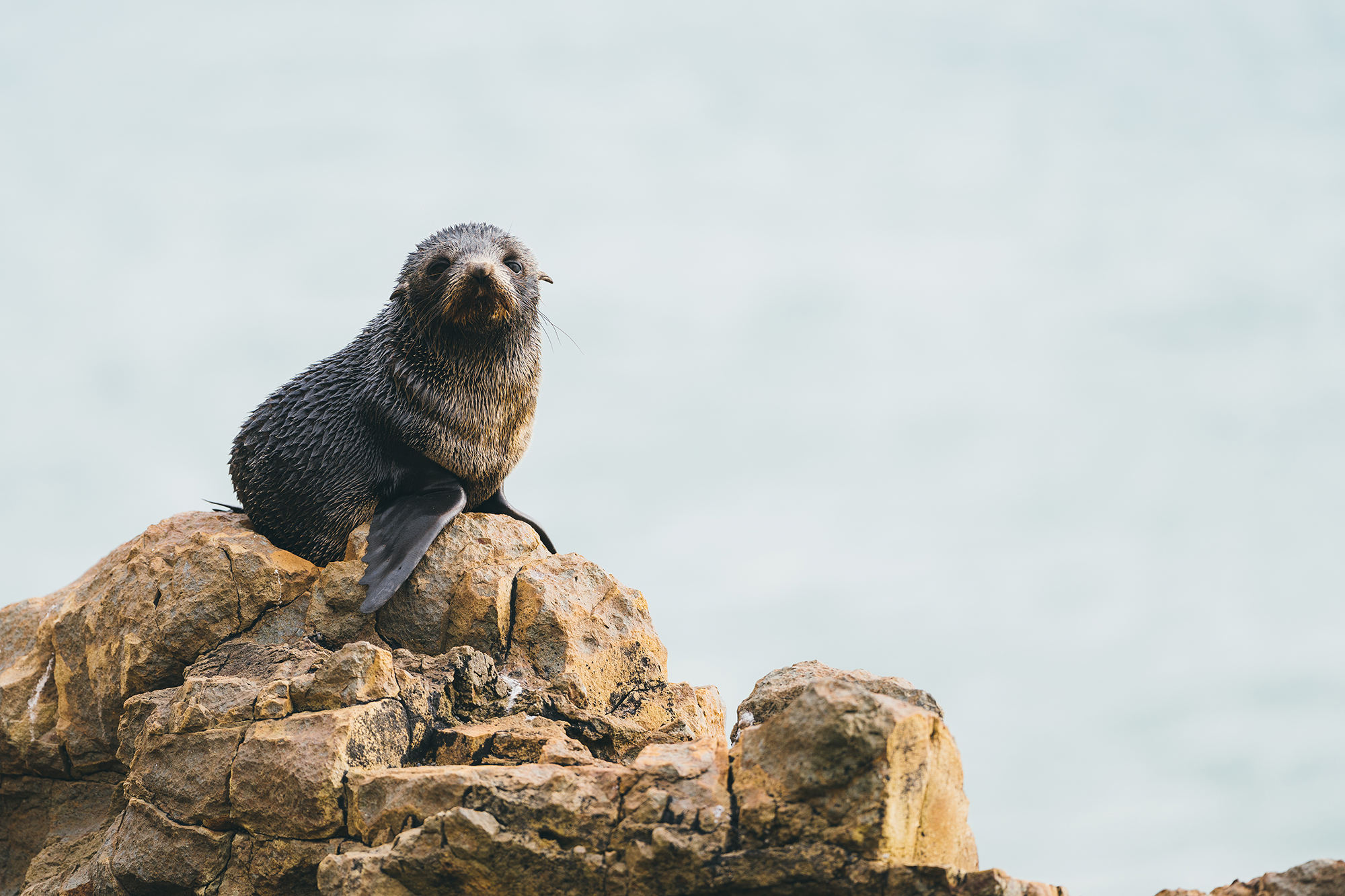 Baby seal on rock