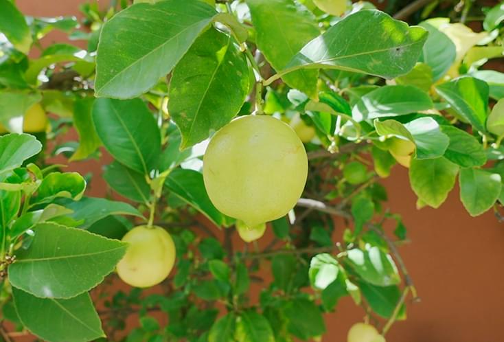 Image of grapes on a tree - Photo taken using the Sony ZV-1